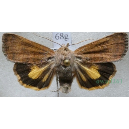 Noctua interjecta Hübner, 1803 Rolnica Czech68g